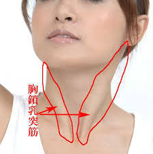 胸鎖乳突筋