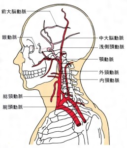 外頚動脈