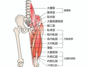 股関節の筋肉