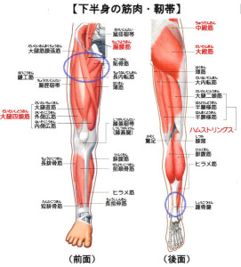 膝の筋肉